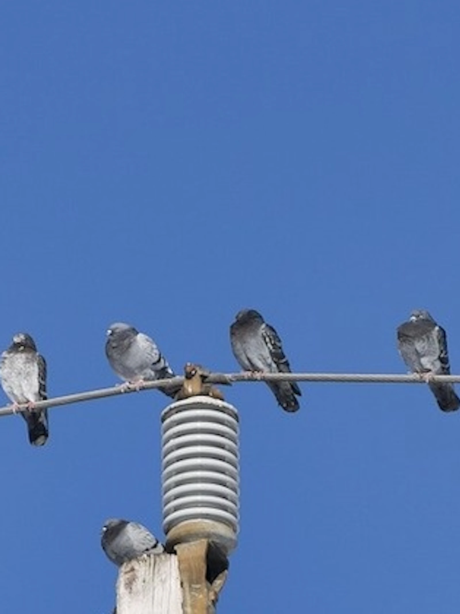 Voorkom dat vogels te pletter vliegen