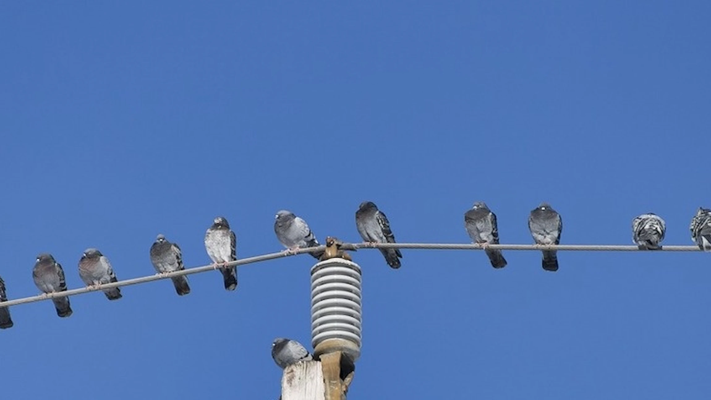 Voorkom dat vogels te pletter vliegen