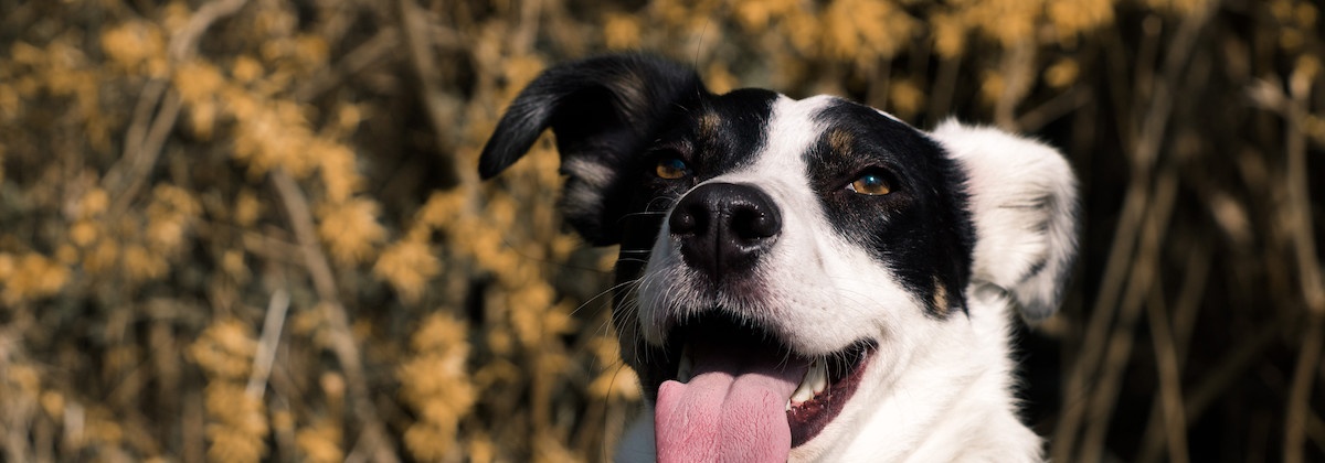Hoe goed ken jij je hond?