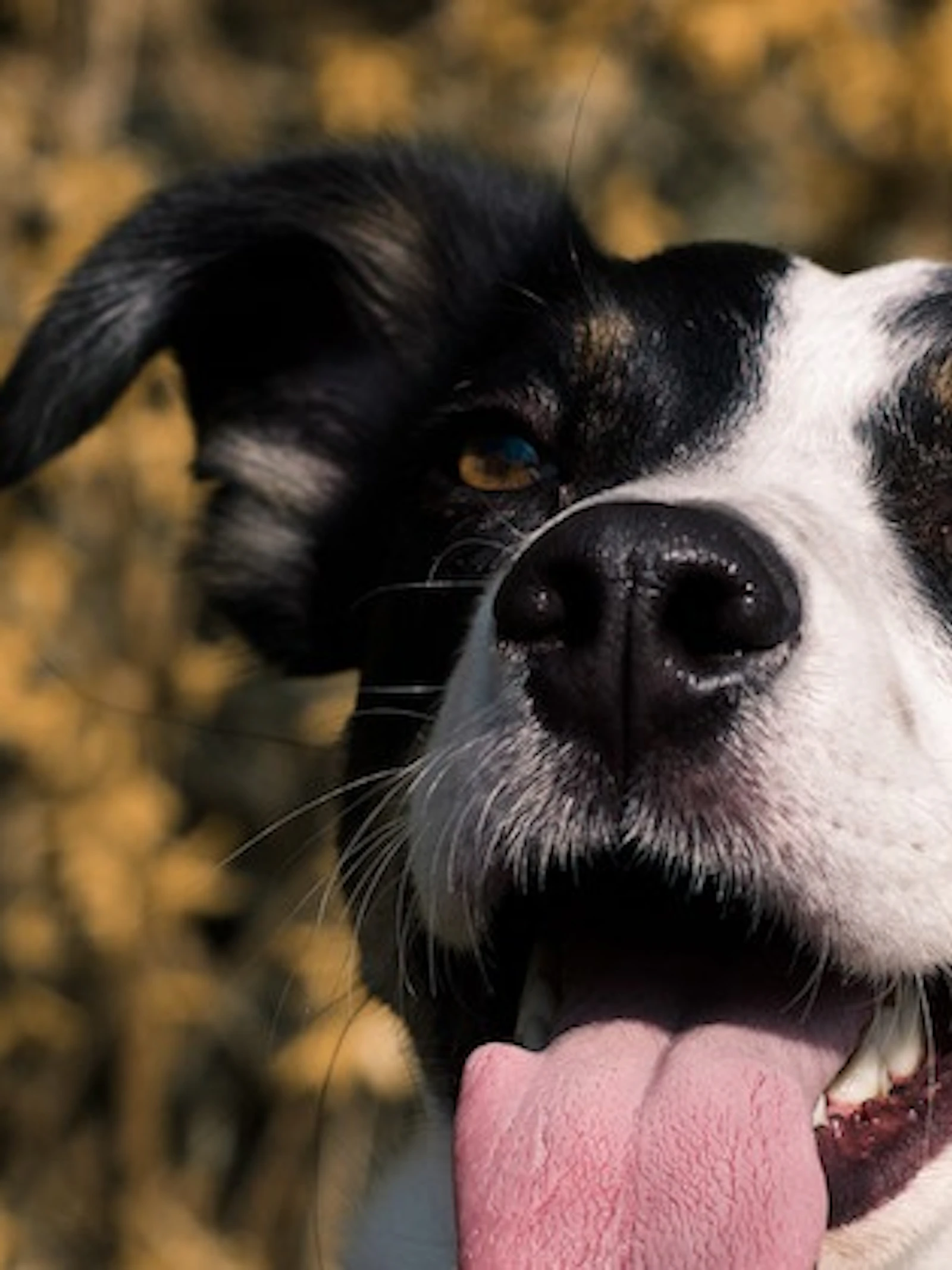 Hoe goed ken jij je hond?