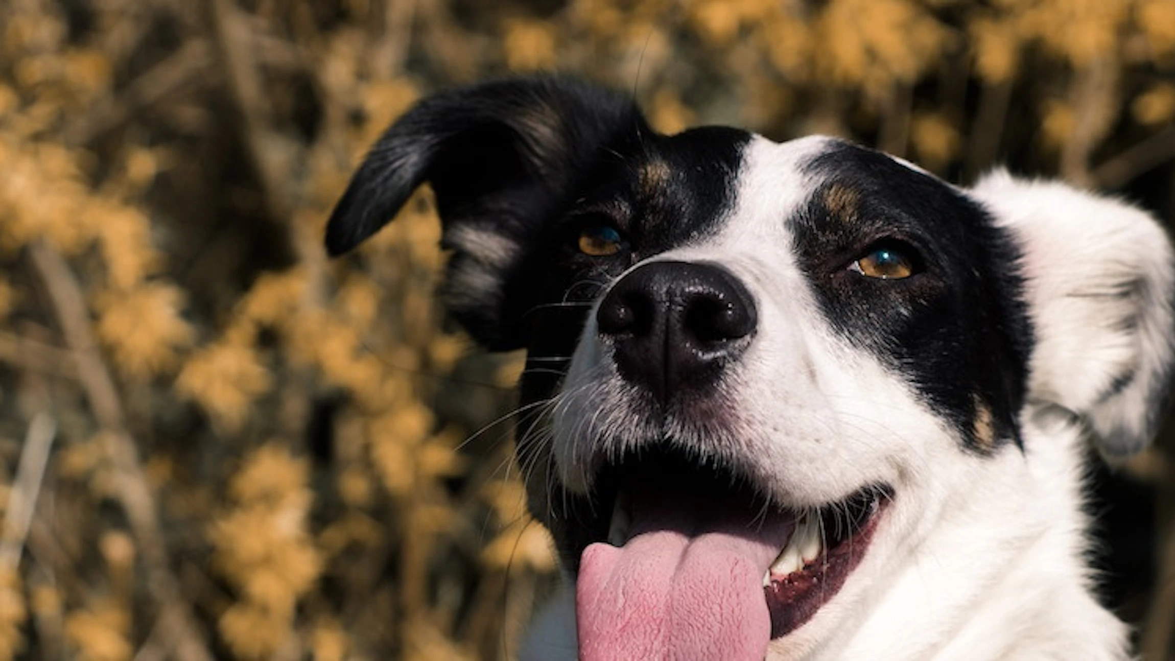 Hoe goed ken jij je hond?