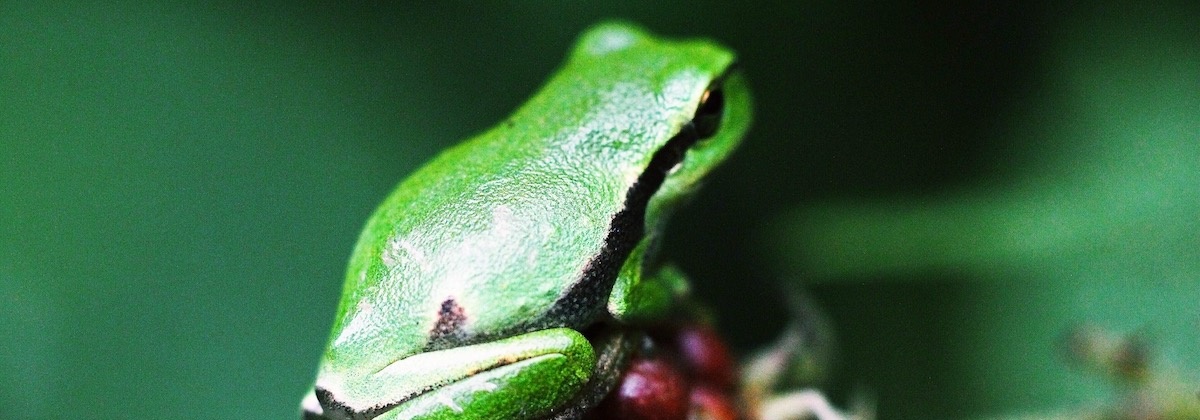 Wilde dieren in de tuin