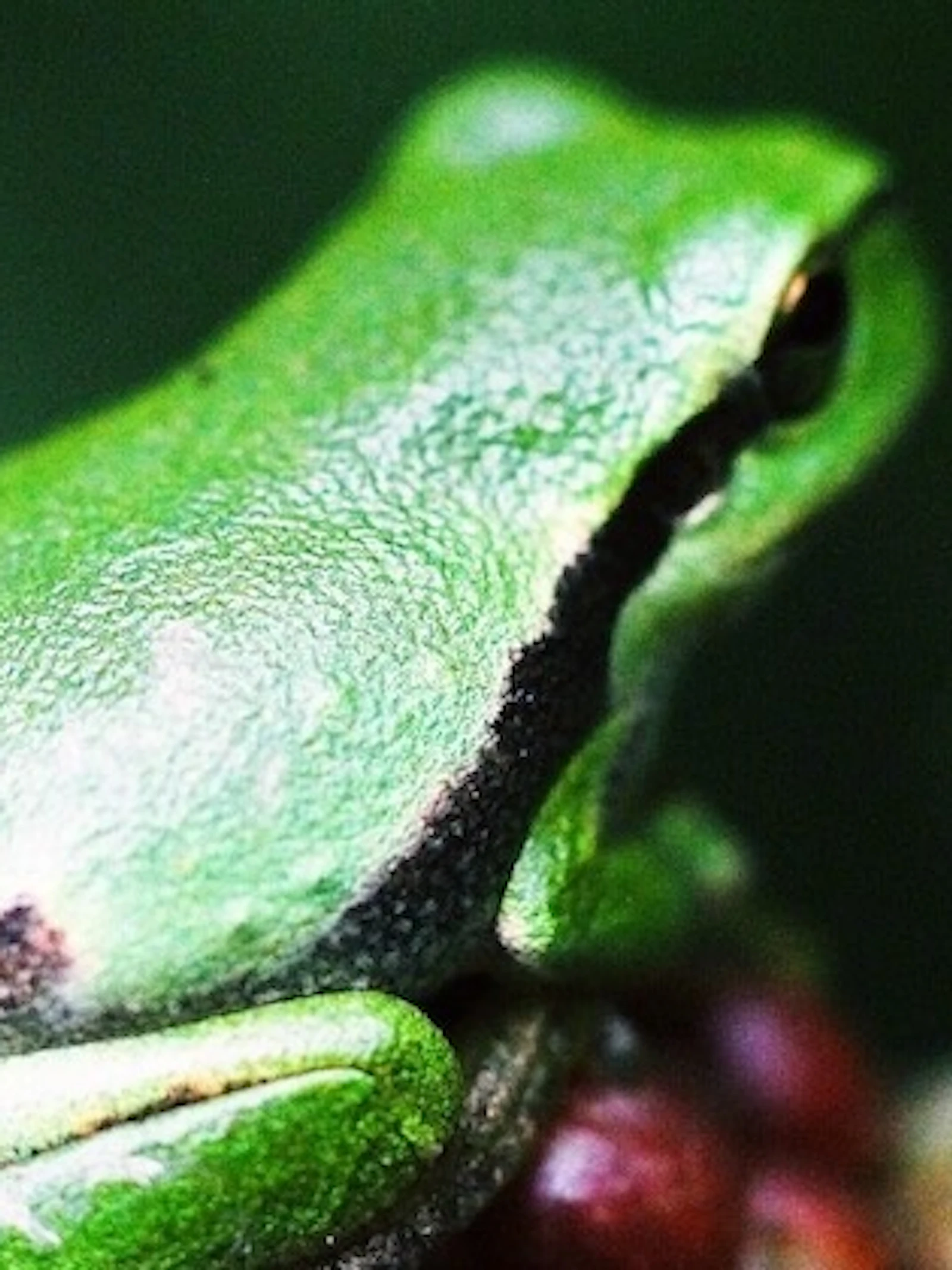 Wilde dieren in de tuin