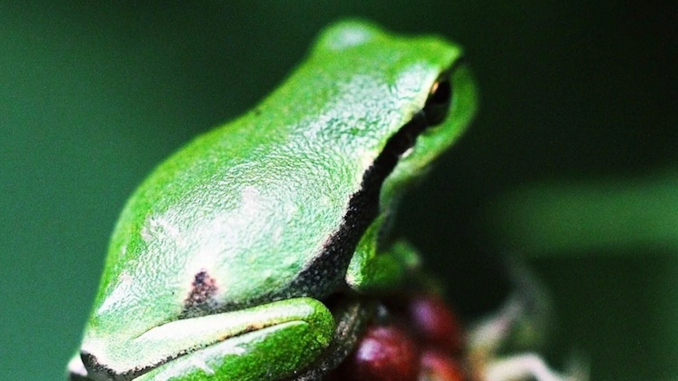Wilde dieren in de tuin