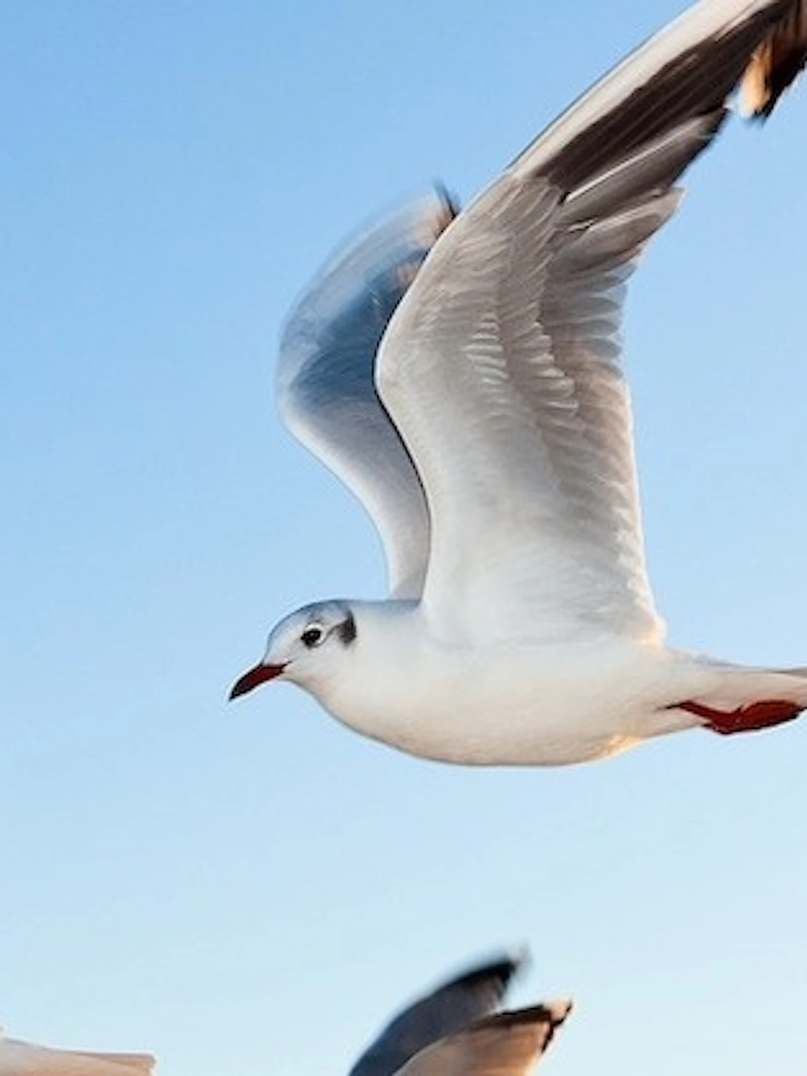 Zeevogels spotten