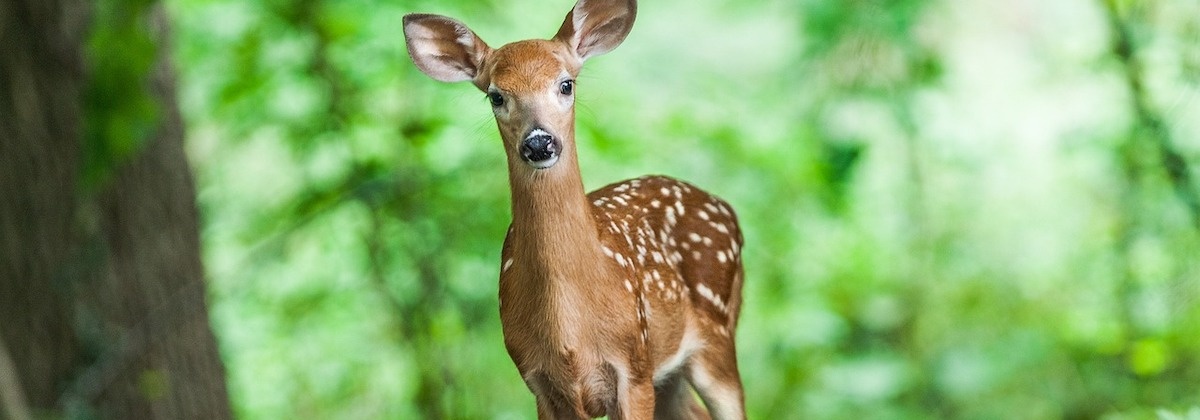 Welke zoogdieren spot jij?