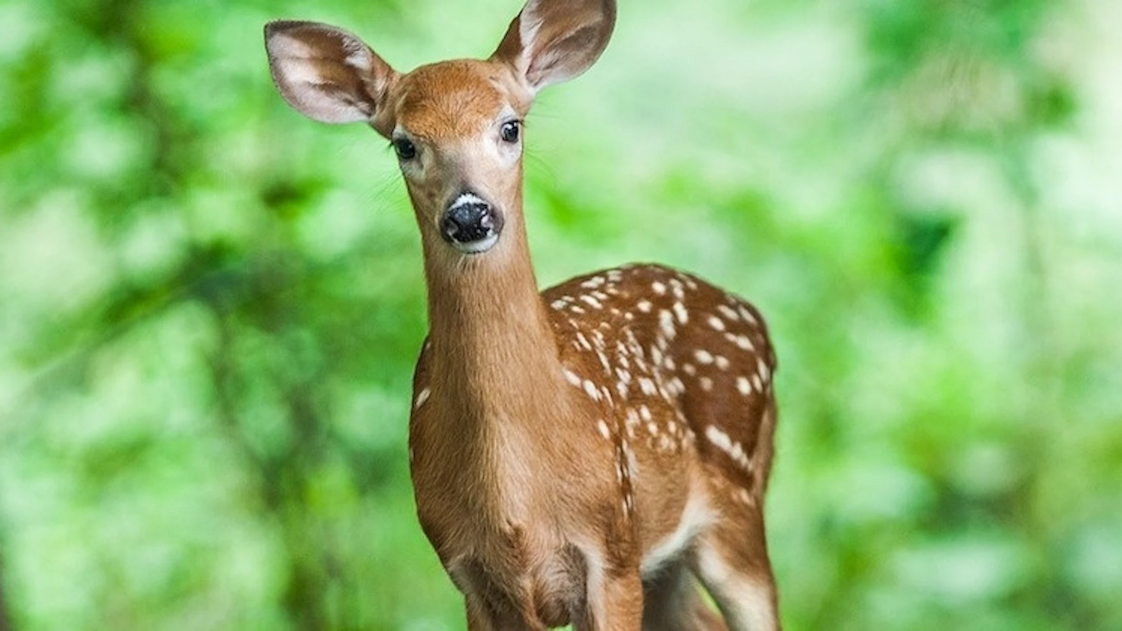 Welke zoogdieren spot jij?