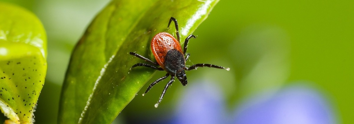 Meld je tekenbeet en bestrijd de ziekte van Lyme
