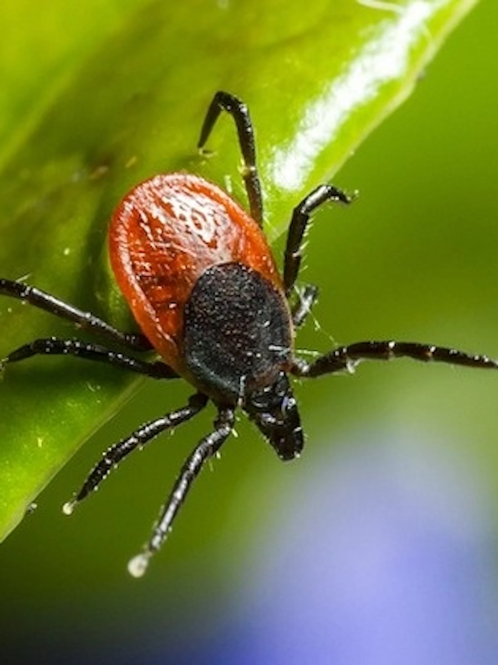 Meld je tekenbeet en bestrijd de ziekte van Lyme