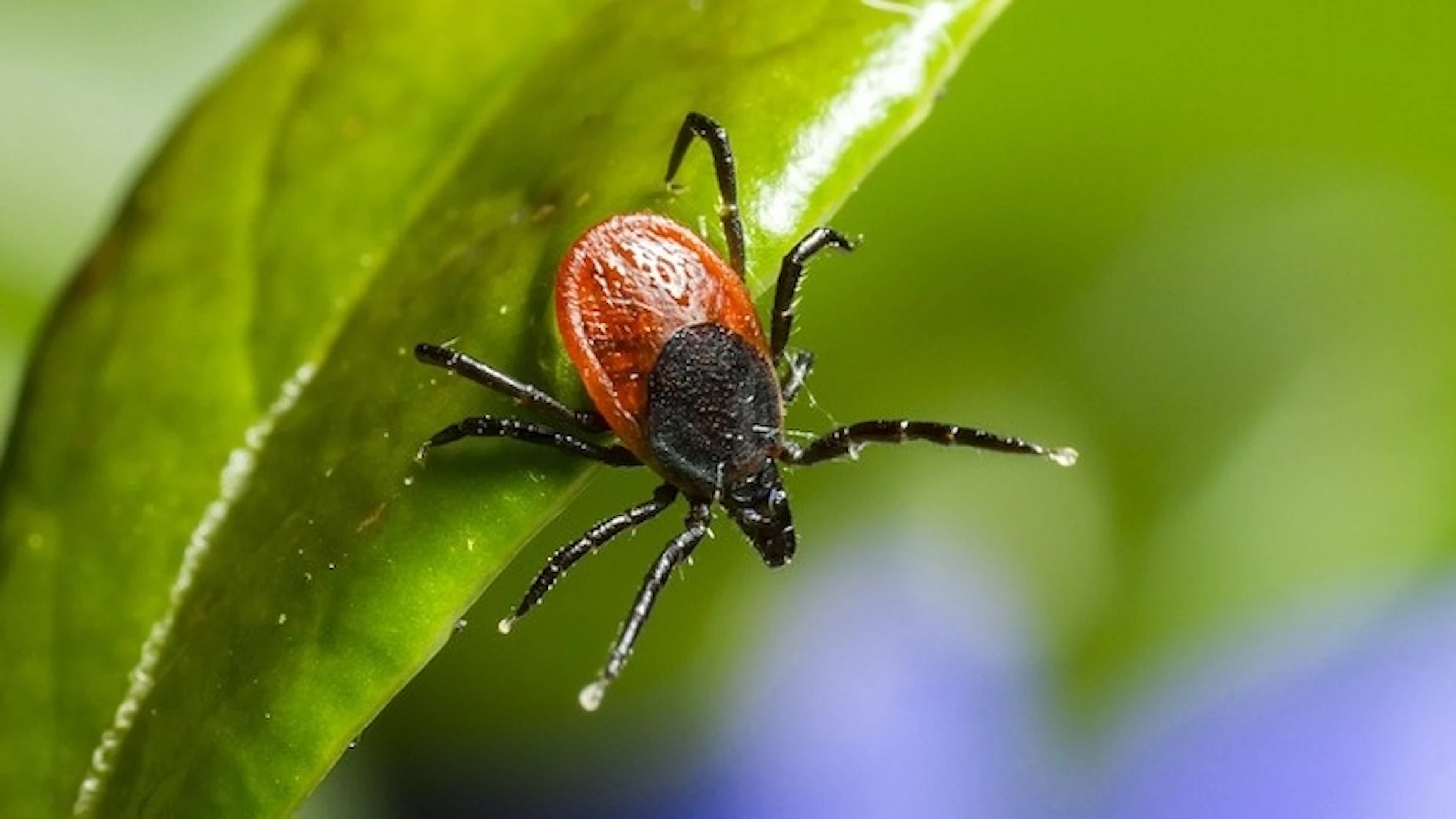 Meld je tekenbeet en bestrijd de ziekte van Lyme