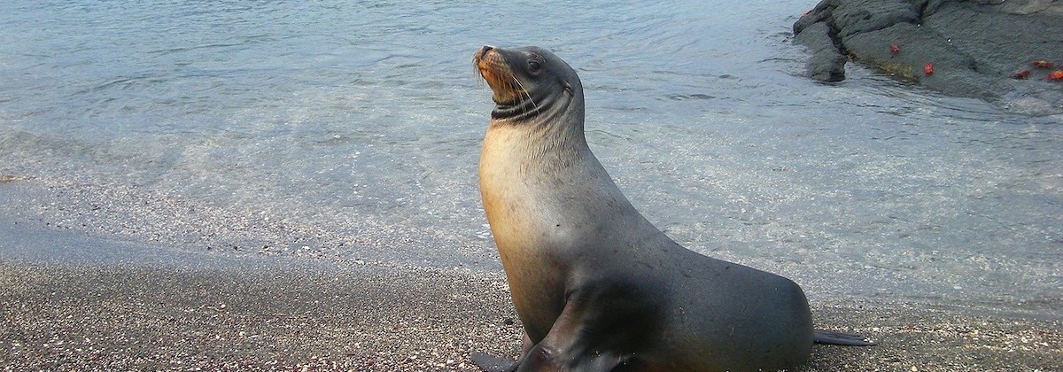 Wat zie jij op het strand?