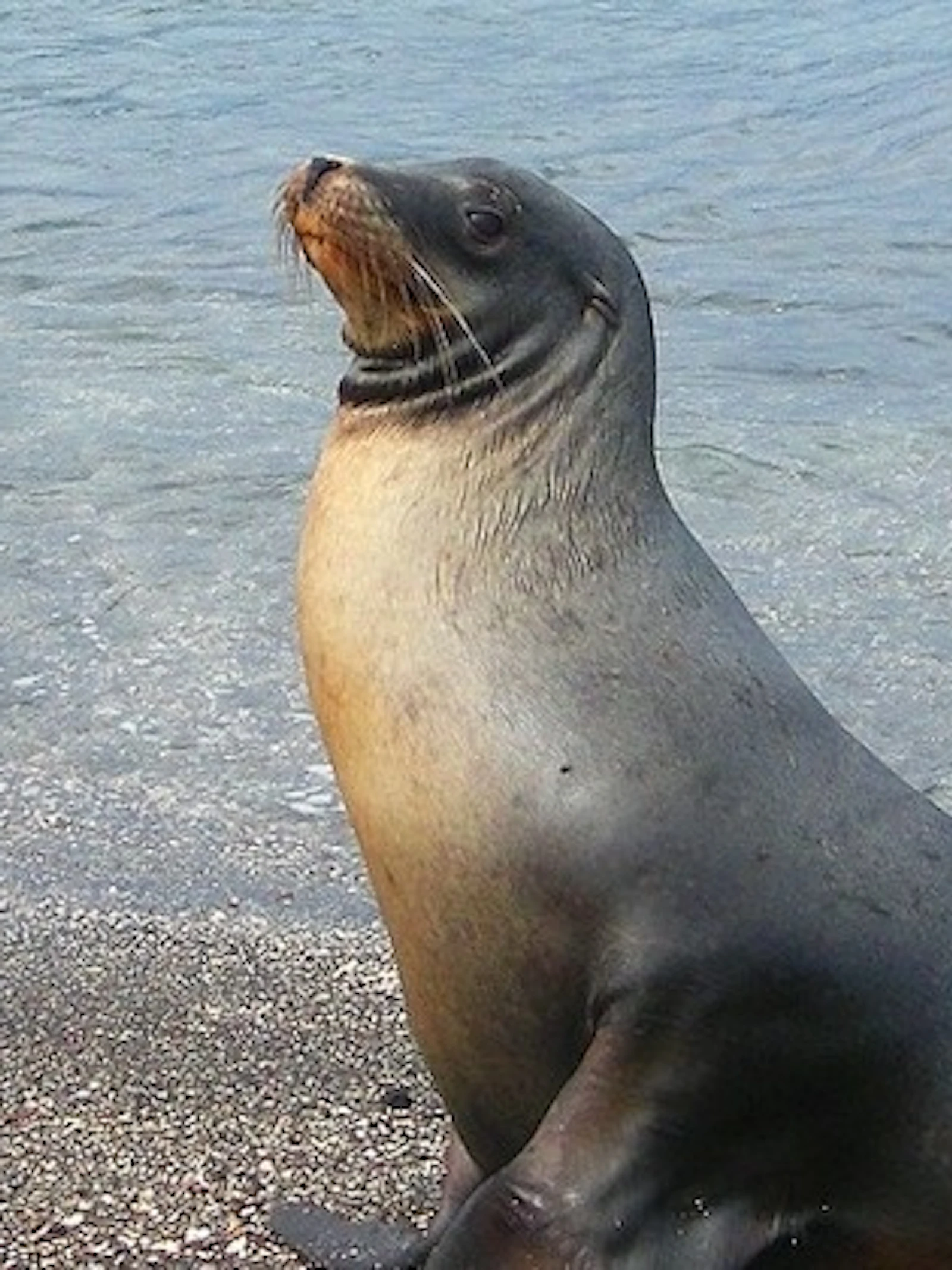 Wat zie jij op het strand?