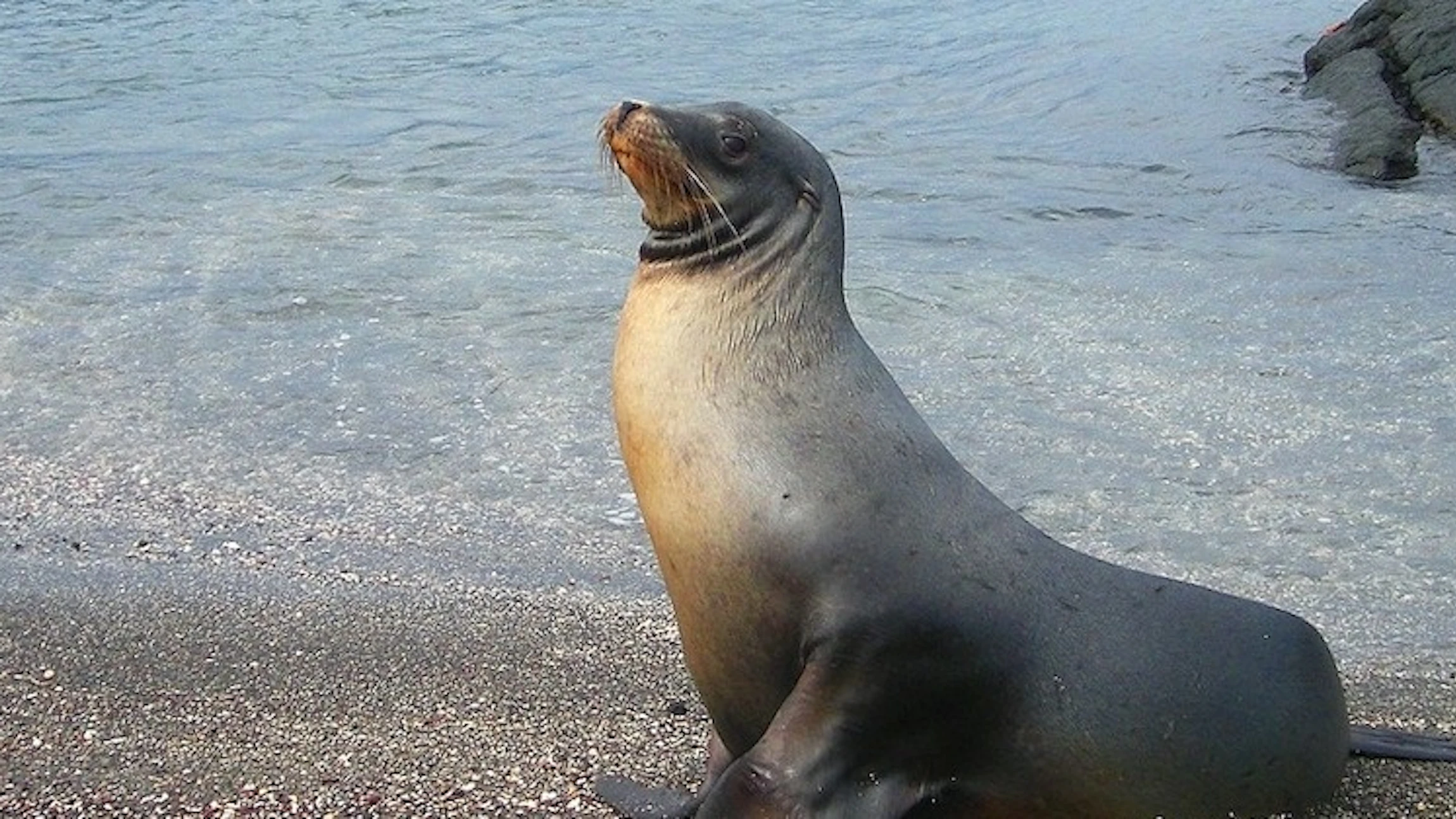 Wat zie jij op het strand?