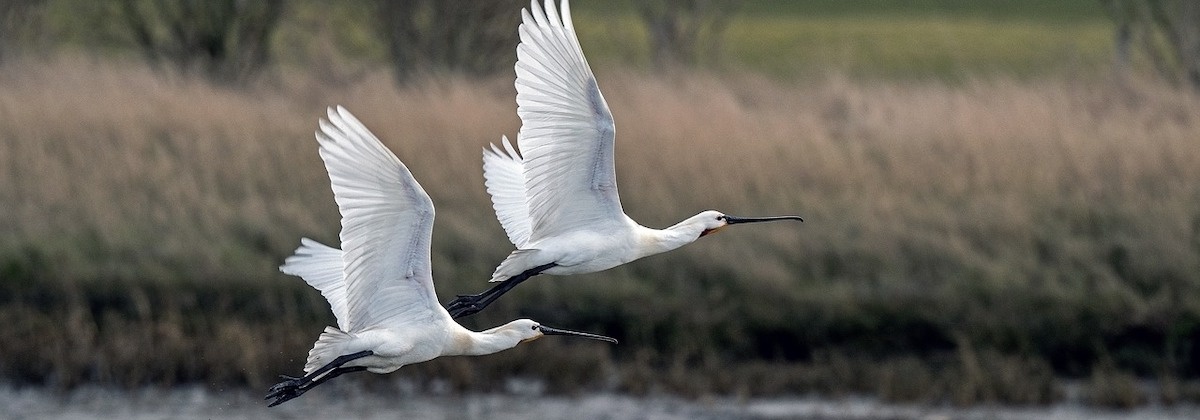 Volg de weg van trekvogels