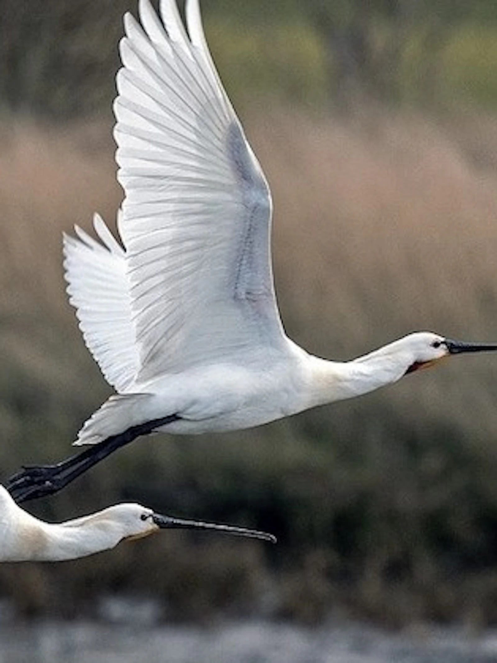 Volg de weg van trekvogels