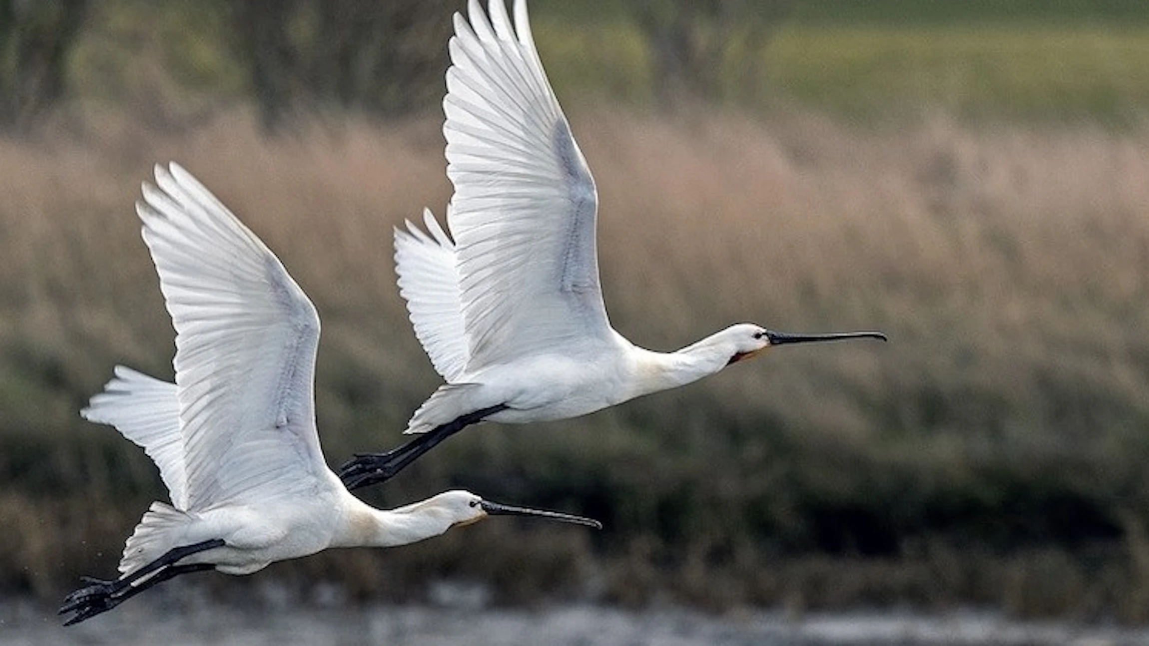 Volg de weg van trekvogels