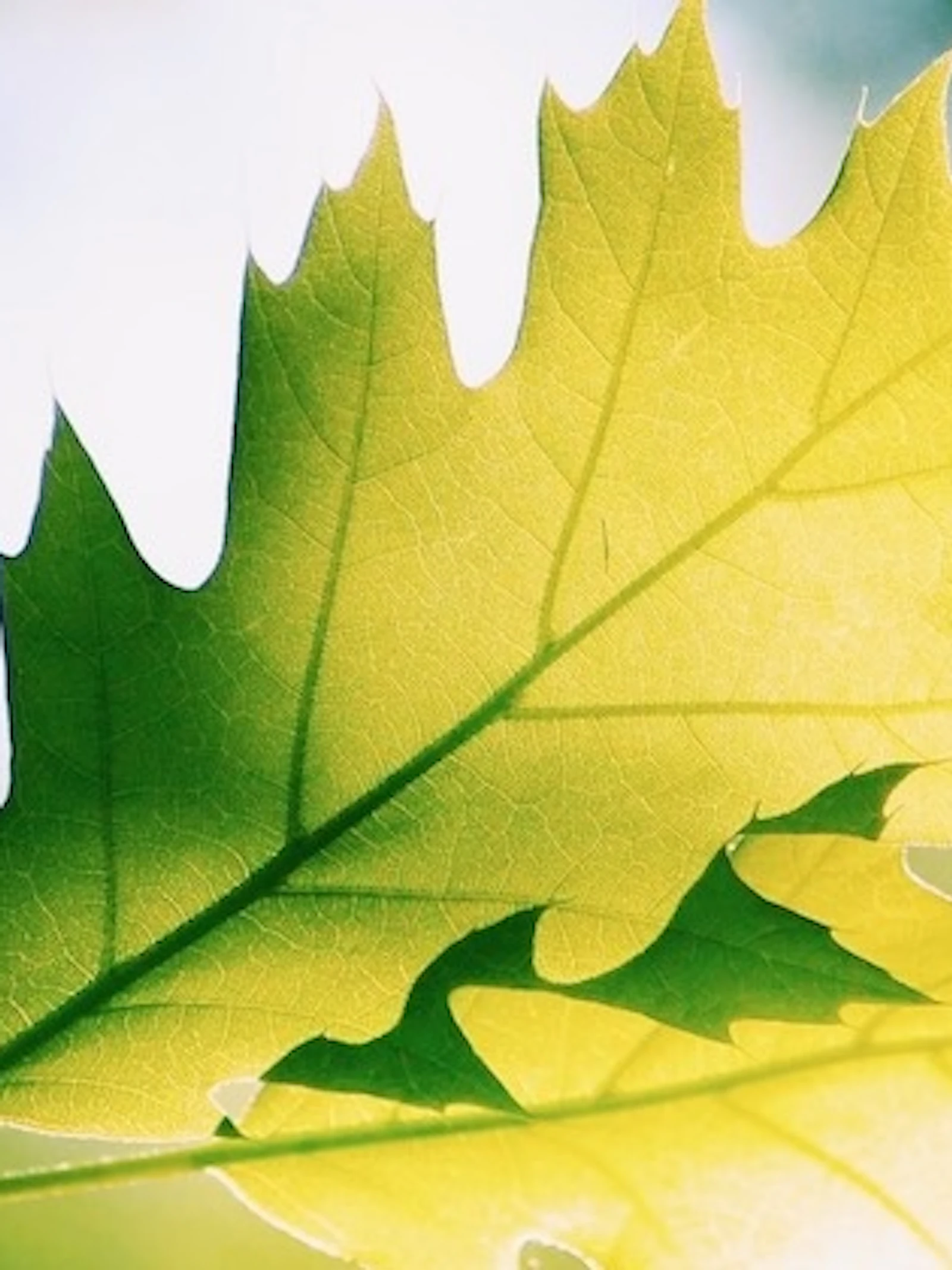 Fotografeer de natuur