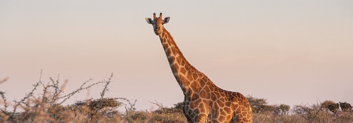 Op safari in Zuid-Afrika