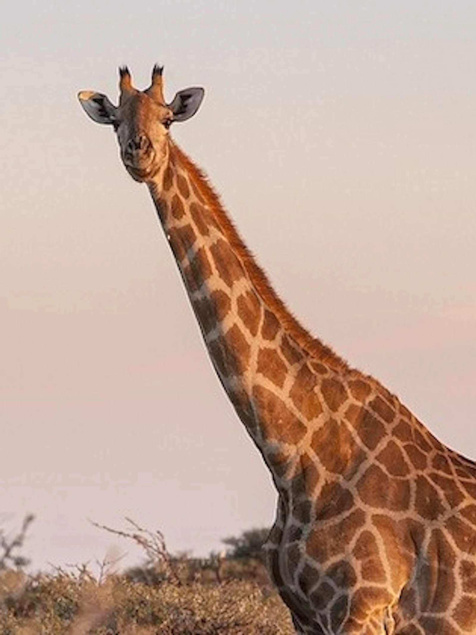 Op safari in Zuid-Afrika