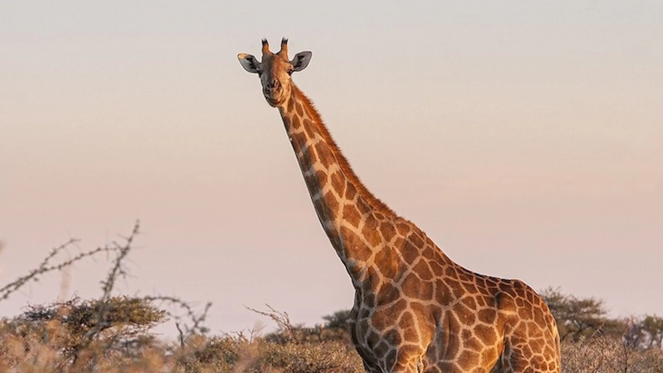Op safari in Zuid-Afrika