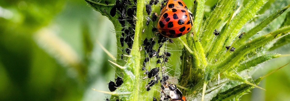 De ene boom is gevoeliger voor bladluizen dan de andere