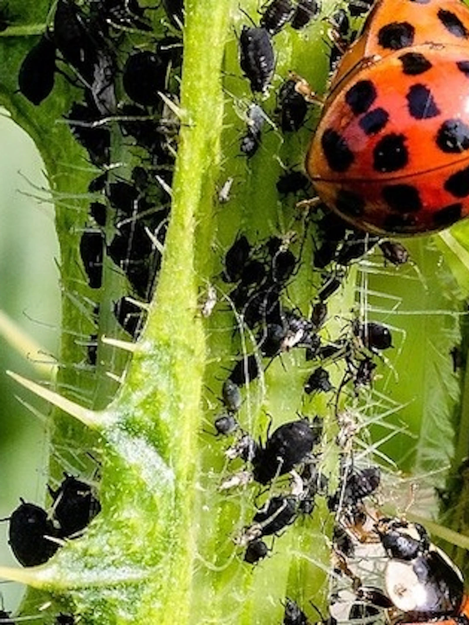 De ene boom is gevoeliger voor bladluizen dan de andere
