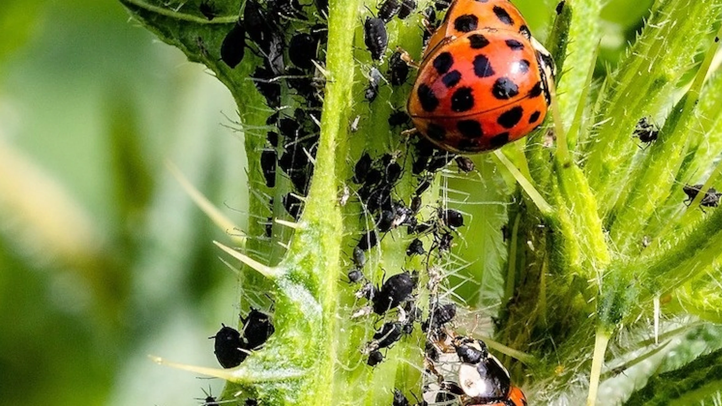 De ene boom is gevoeliger voor bladluizen dan de andere