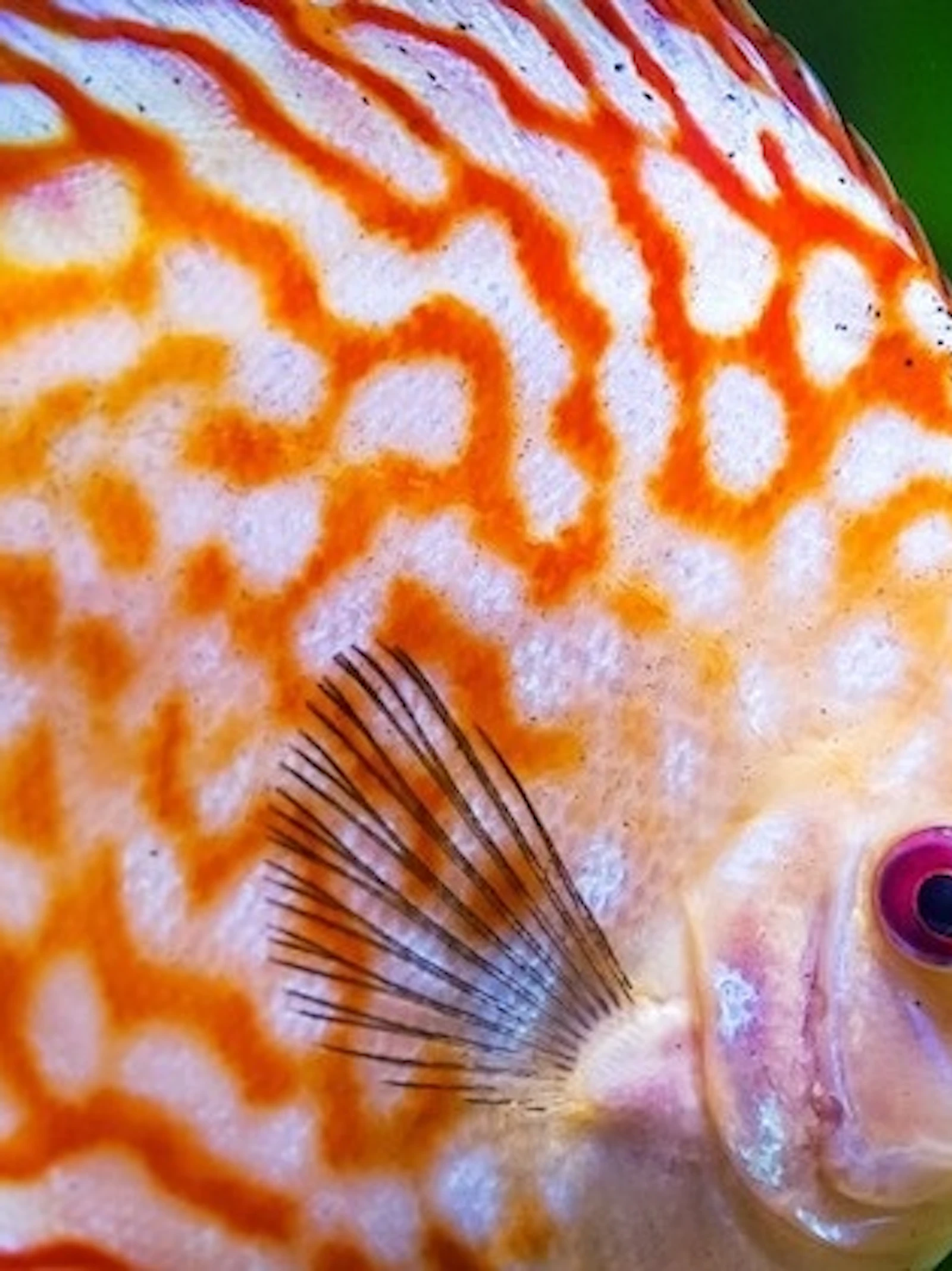 Help het visbestand op peil te houden
