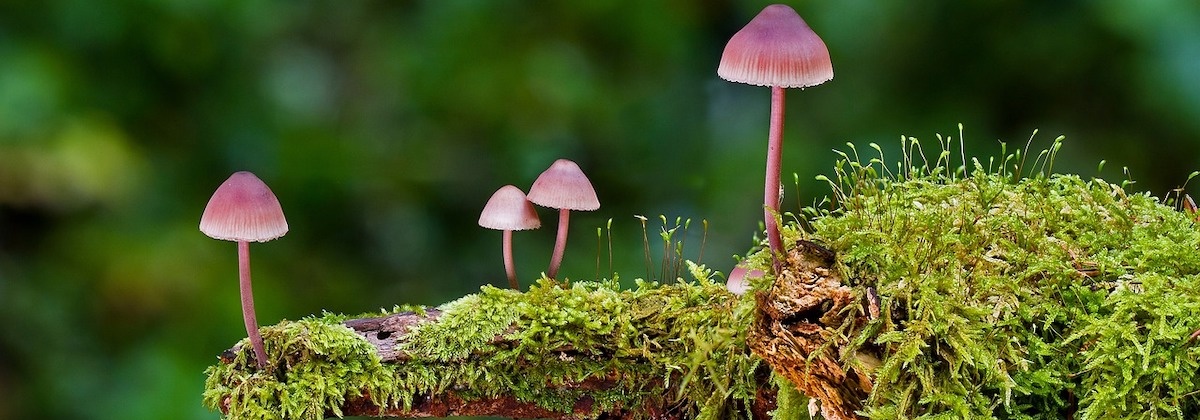 Paddenstoelen spotten