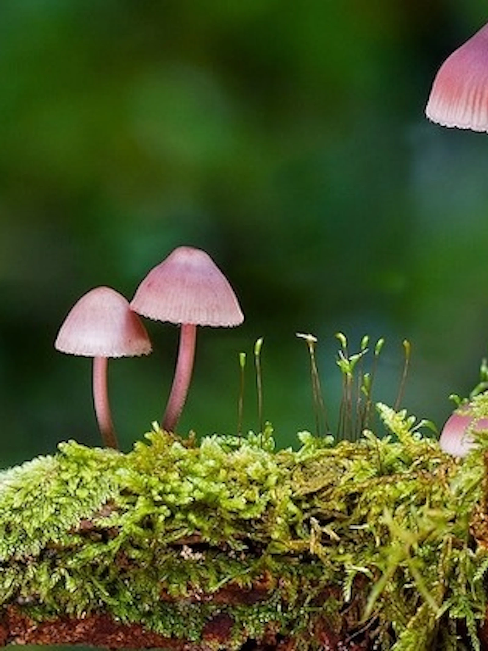 Paddenstoelen spotten