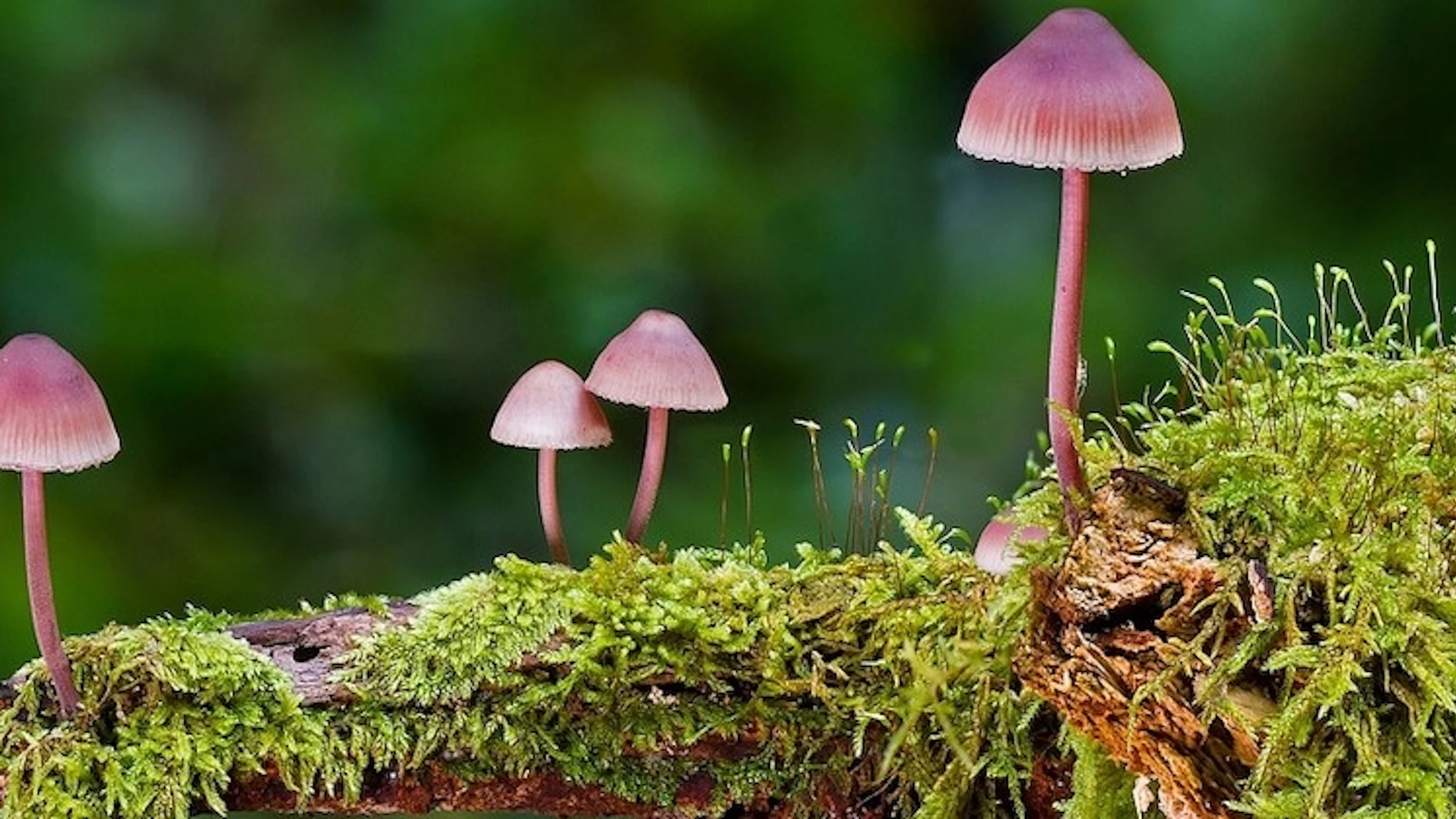 Paddenstoelen spotten