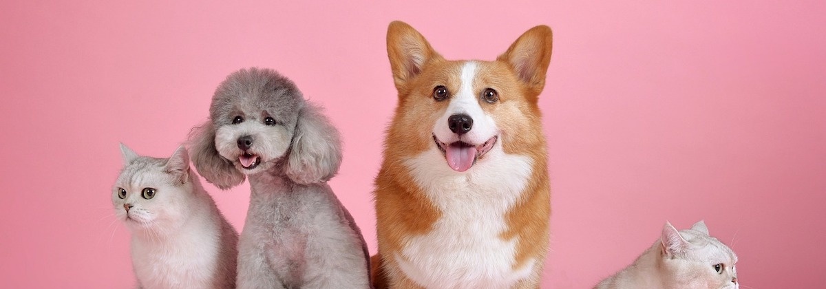 Bestudeer het gedrag van je hond