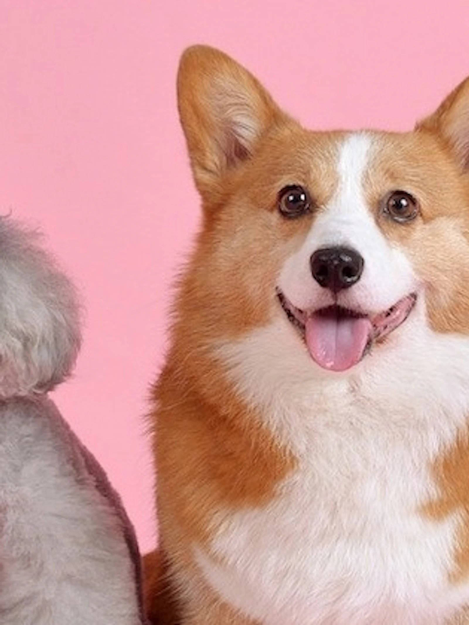 Bestudeer het gedrag van je hond