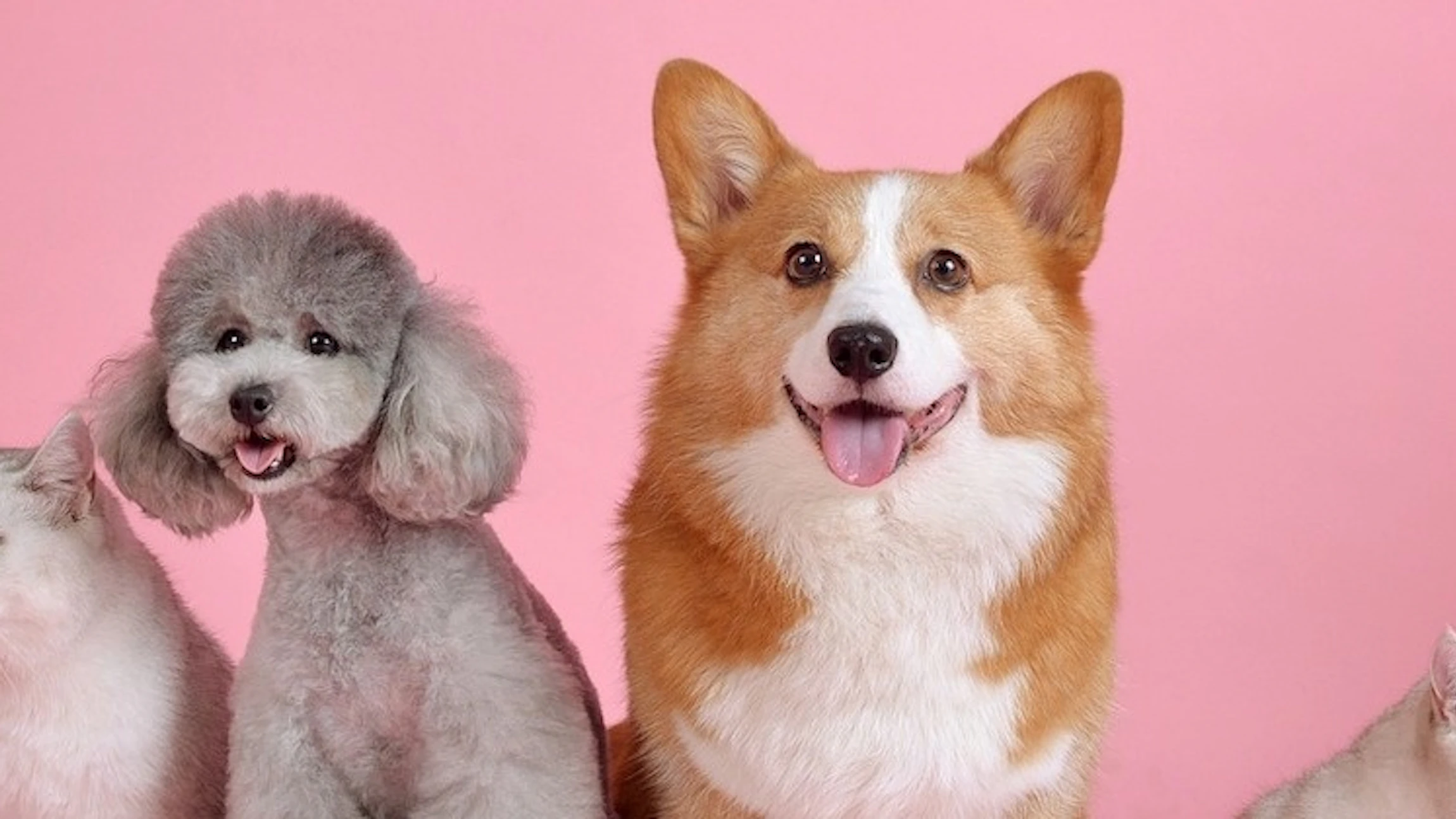 Bestudeer het gedrag van je hond