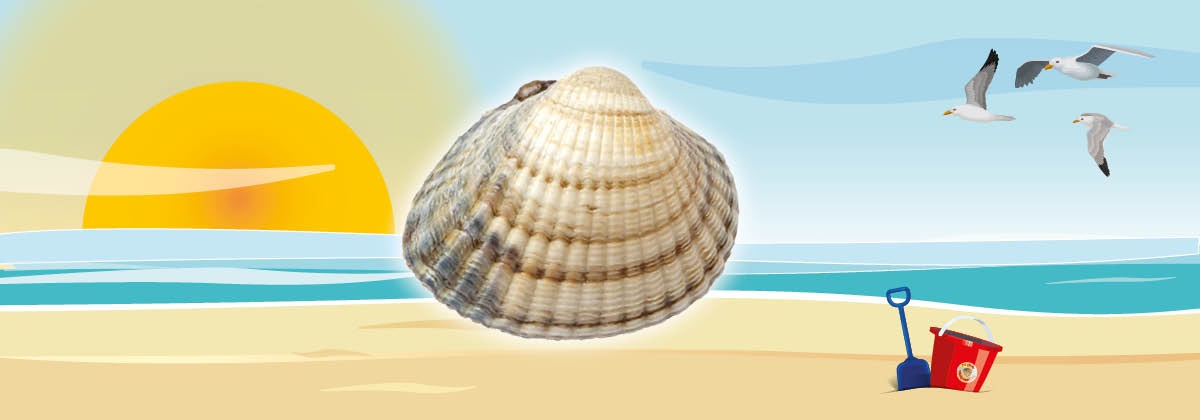 Grote Schelpenteldag