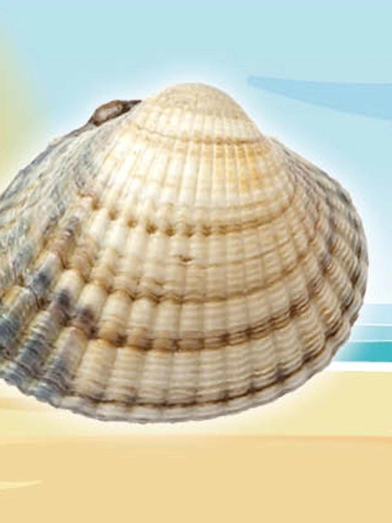 Grote Schelpenteldag