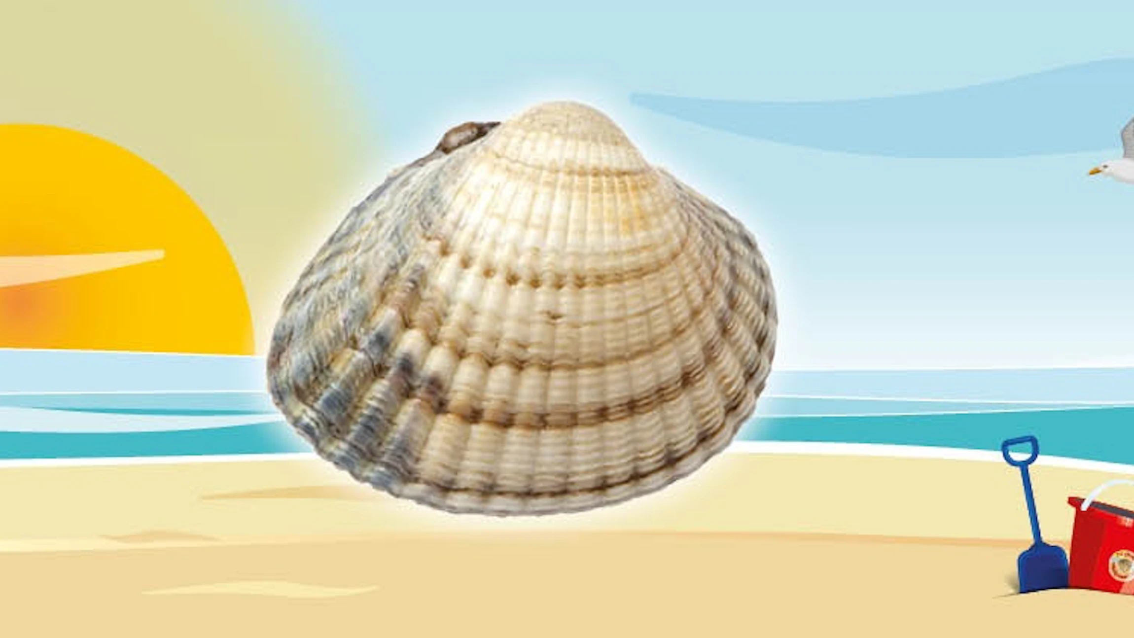 Grote Schelpenteldag