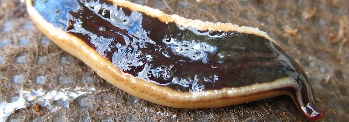Word Flatworm Watcher