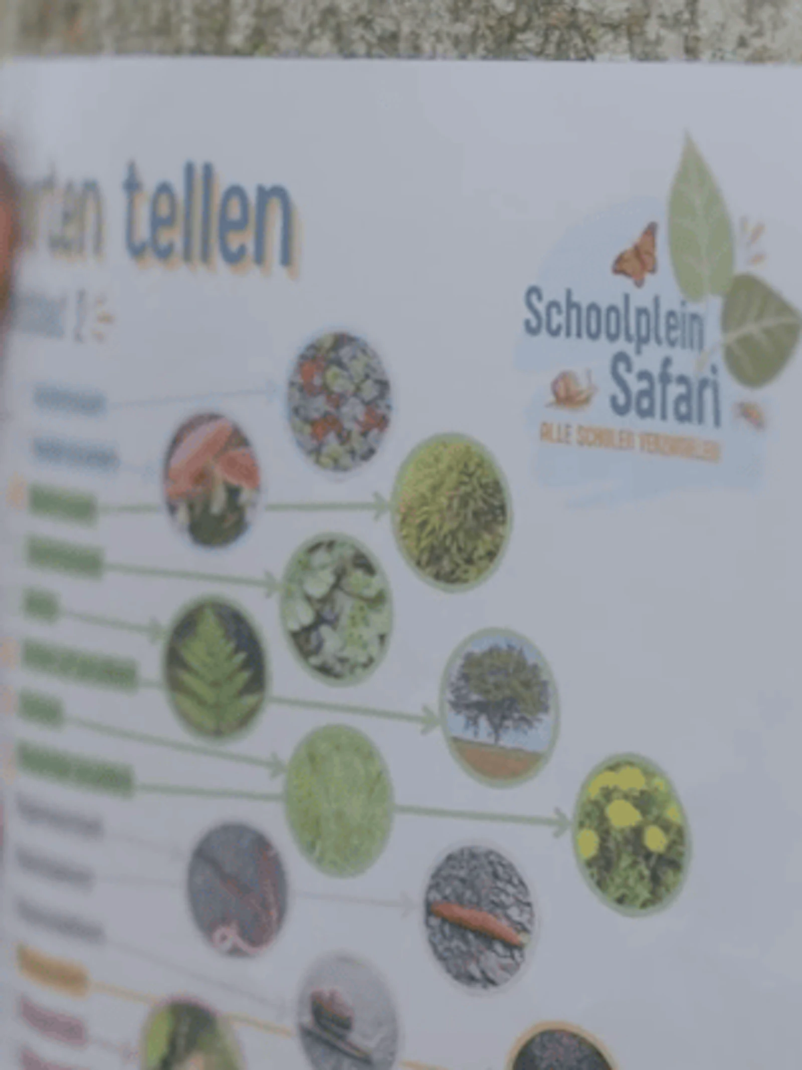 Schoolplein Safari