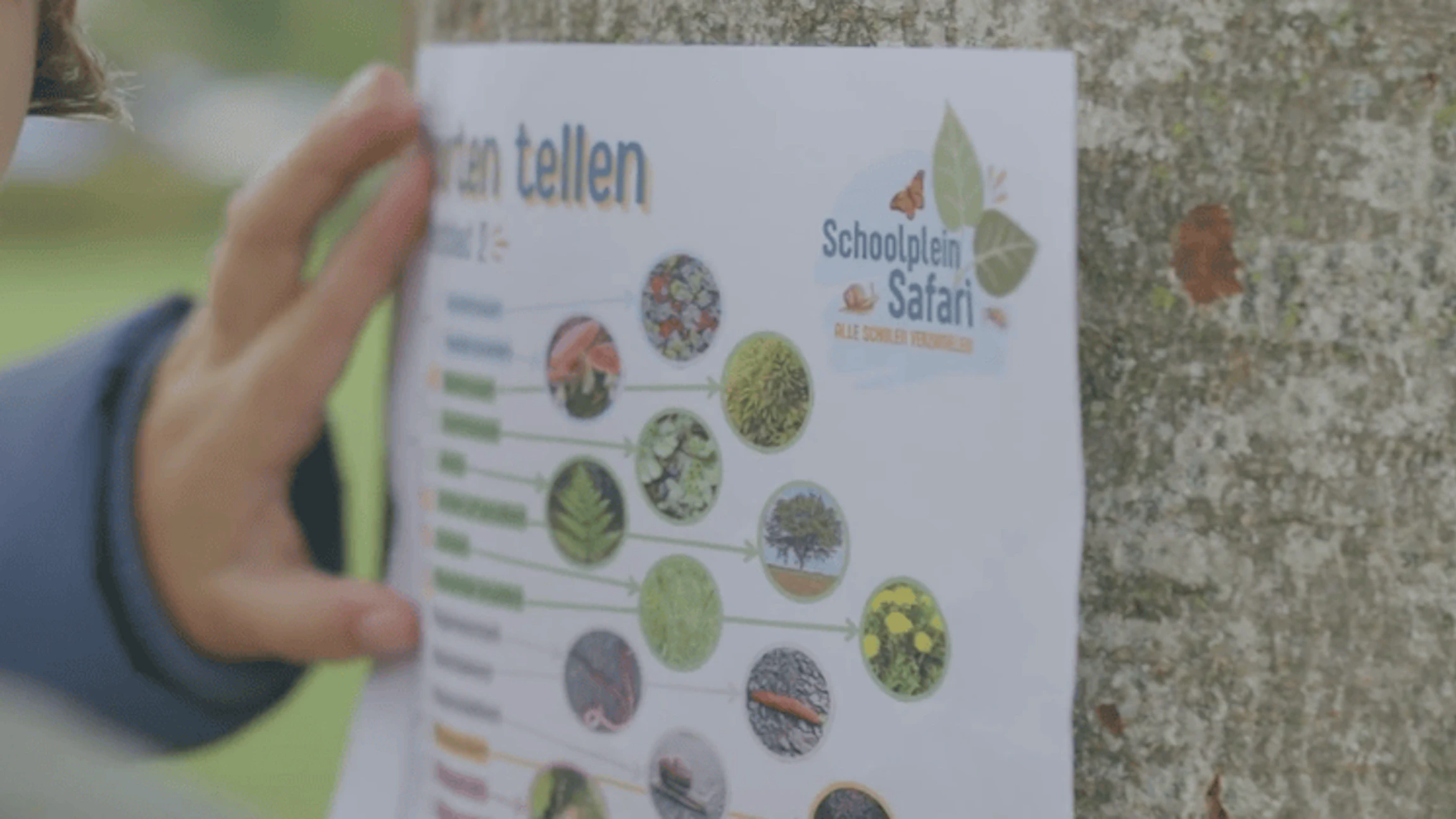 Schoolplein Safari