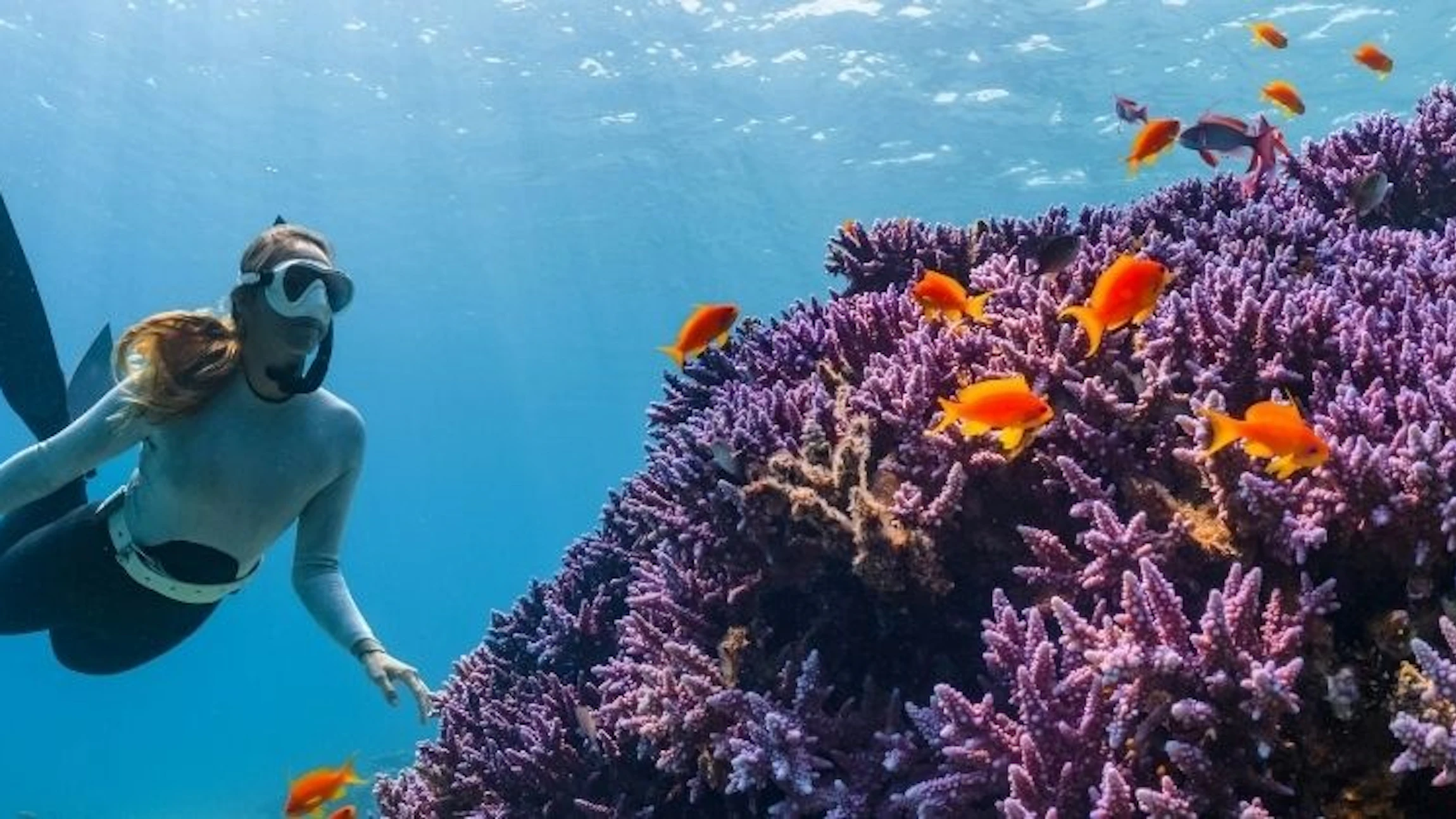 OCEAN Spotter