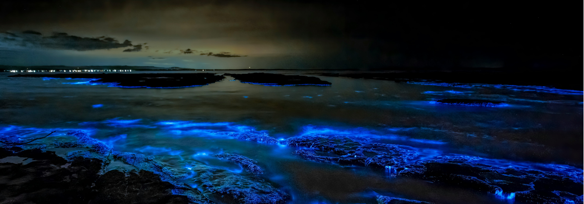 Plankton Portal