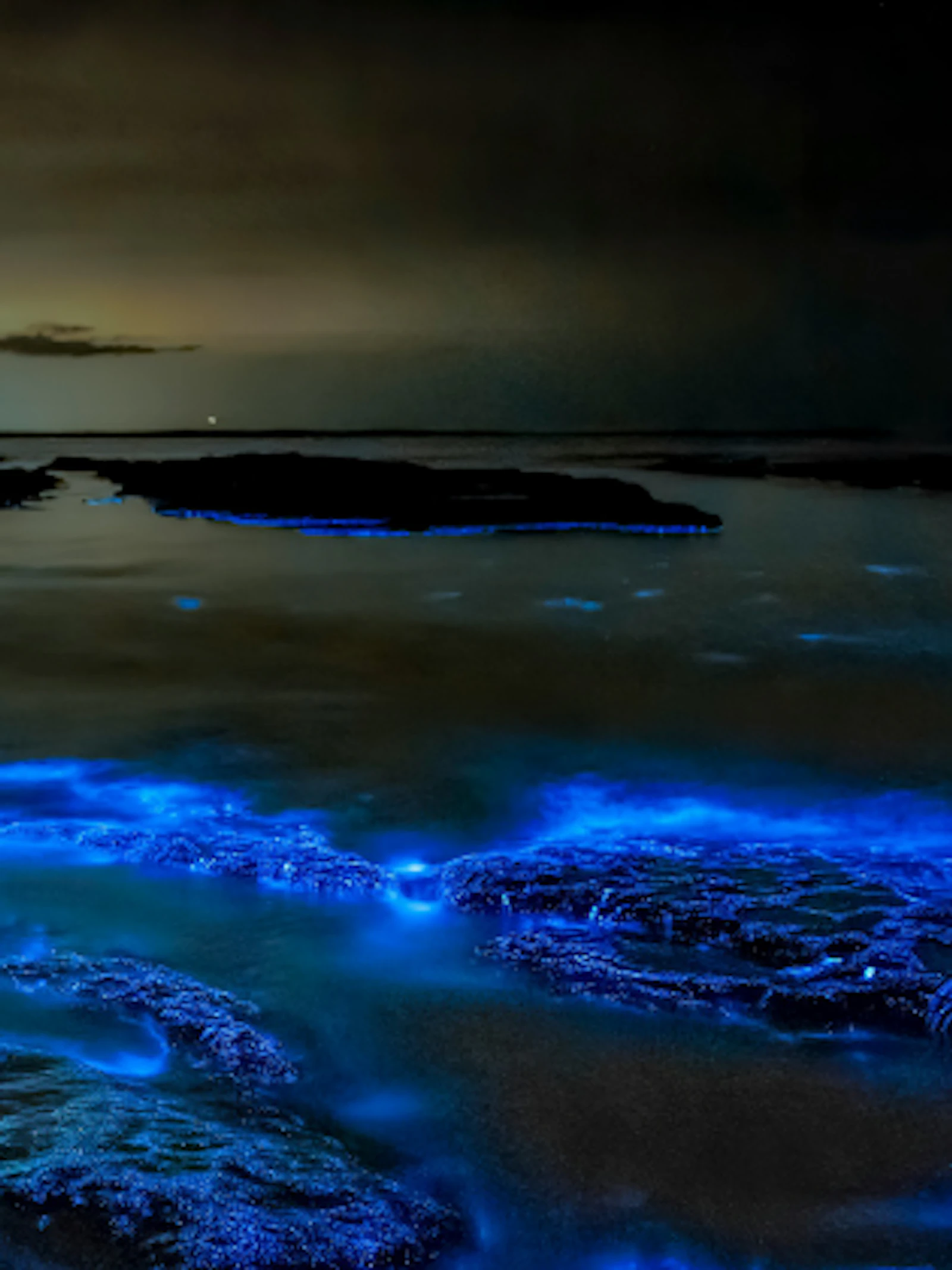 Plankton Portal
