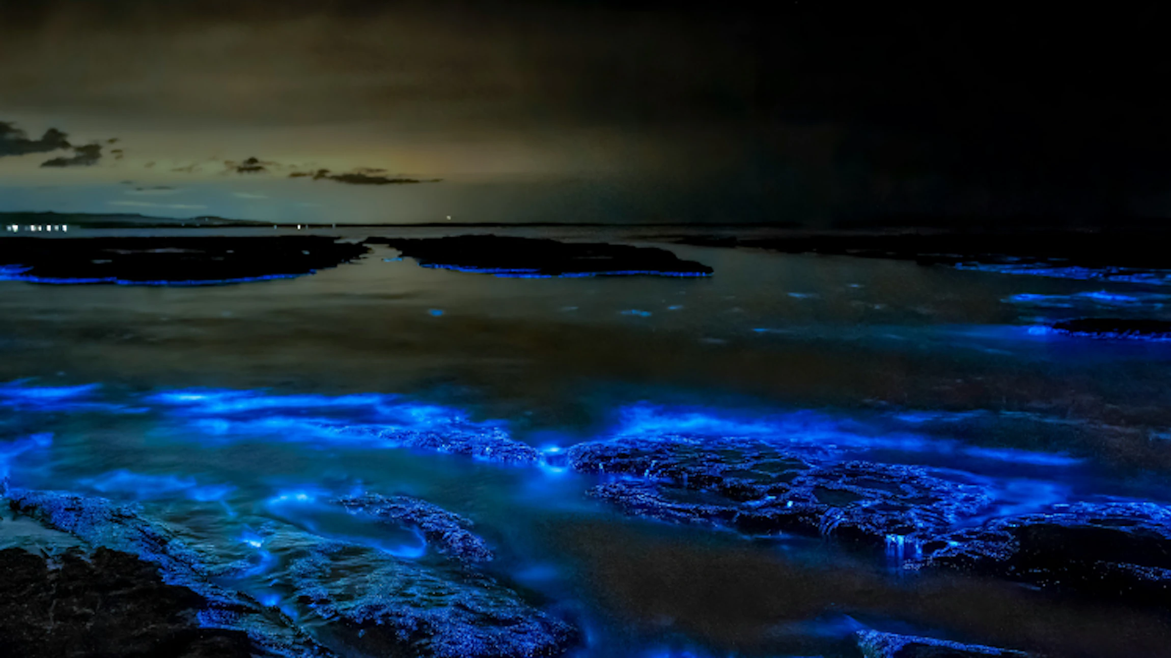 Plankton Portal