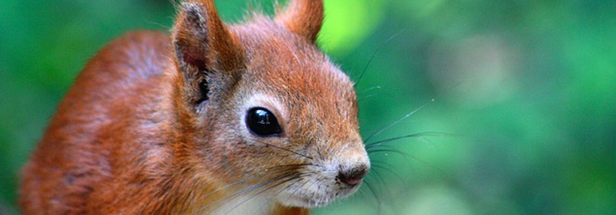 Zoogdieren spotten in Brussel