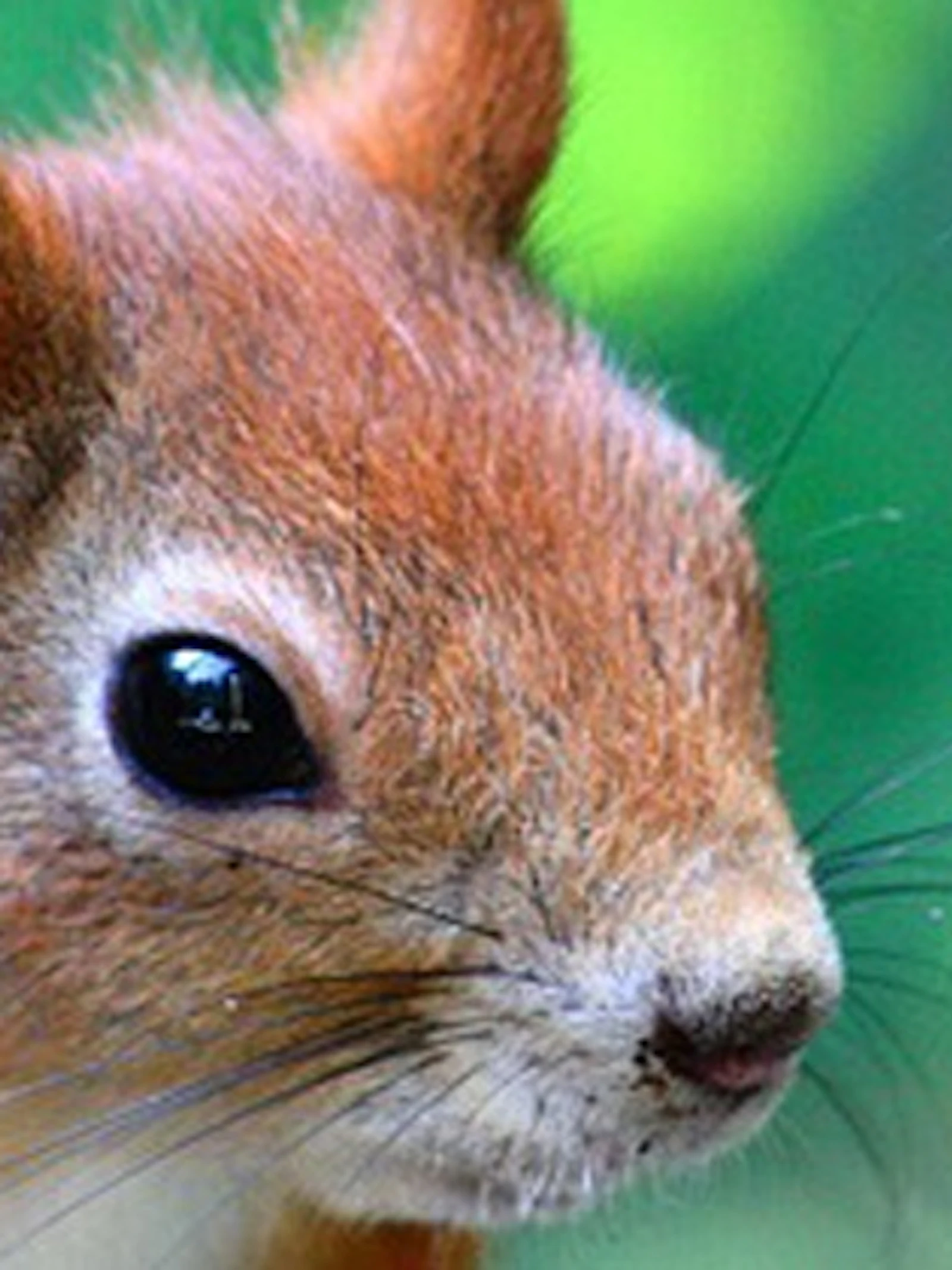 Zoogdieren spotten in Brussel