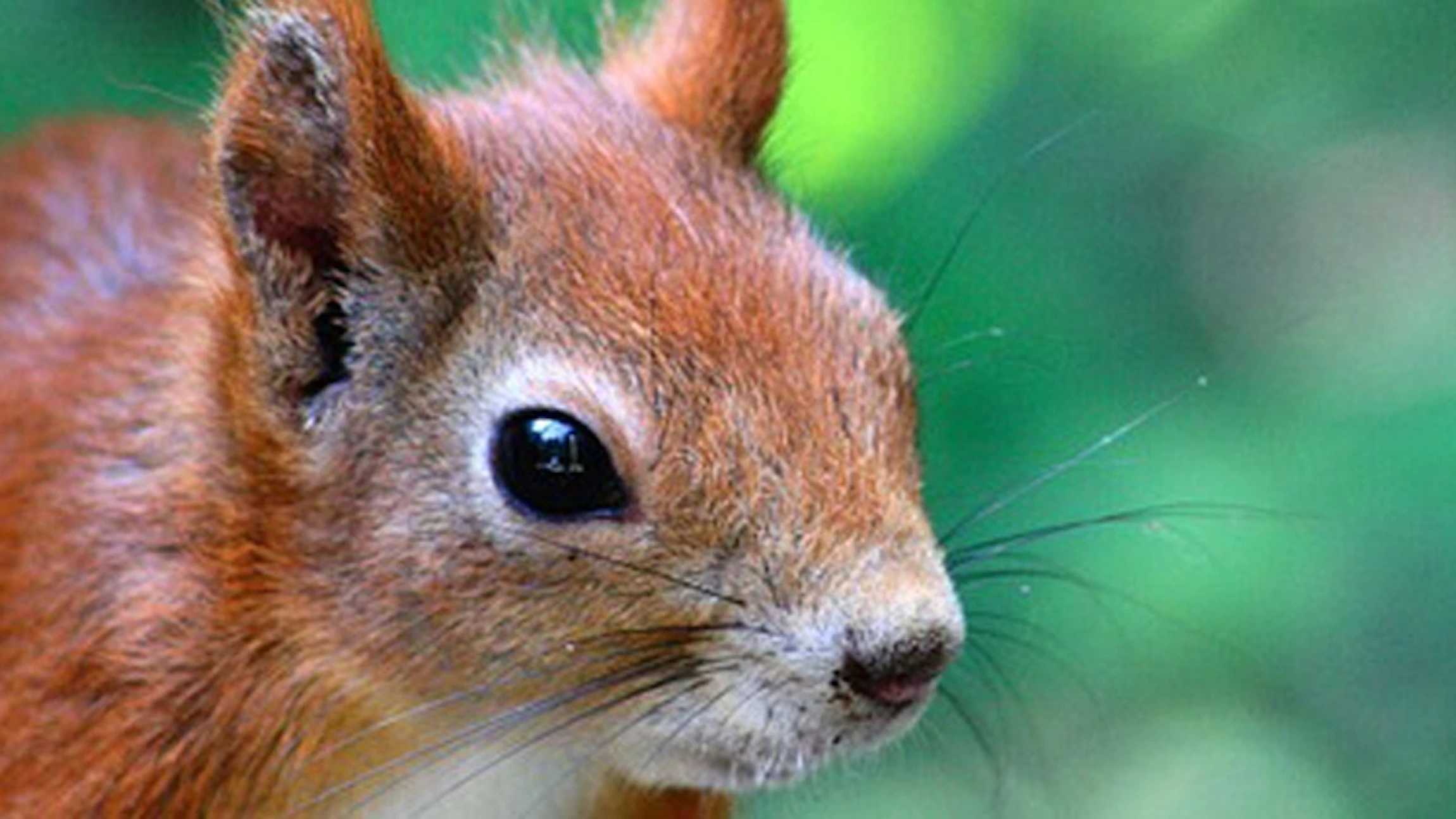 Zoogdieren spotten in Brussel
