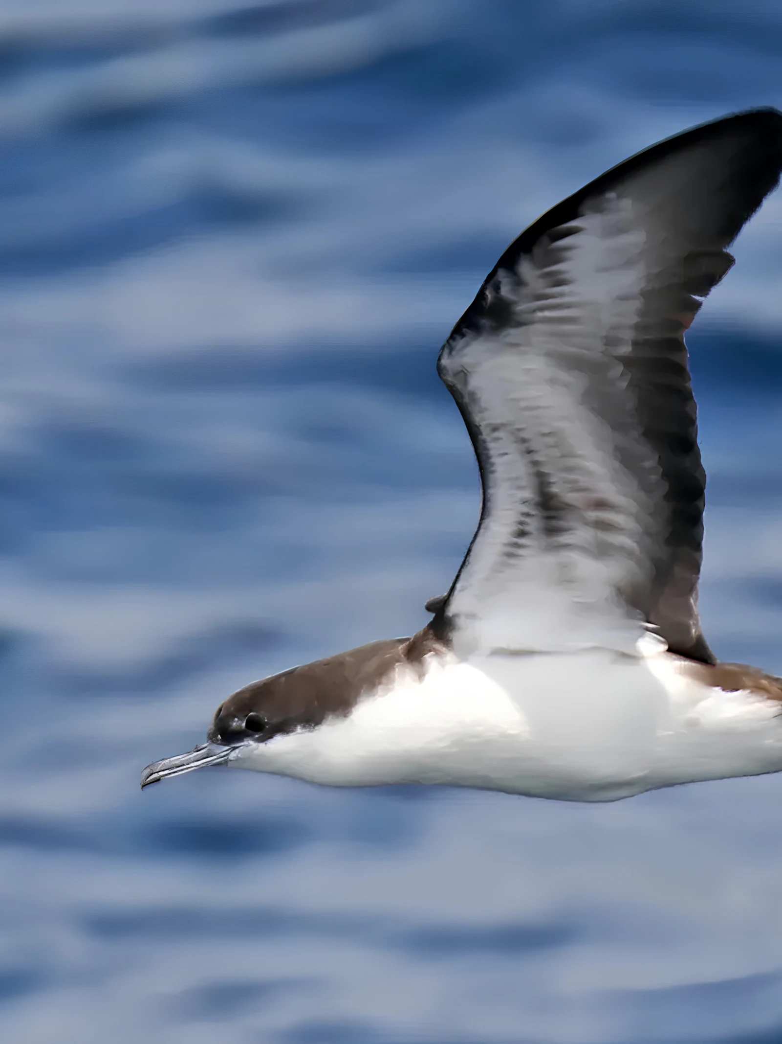 Noordse pijlstormvogel Noordse pijlstormvogel