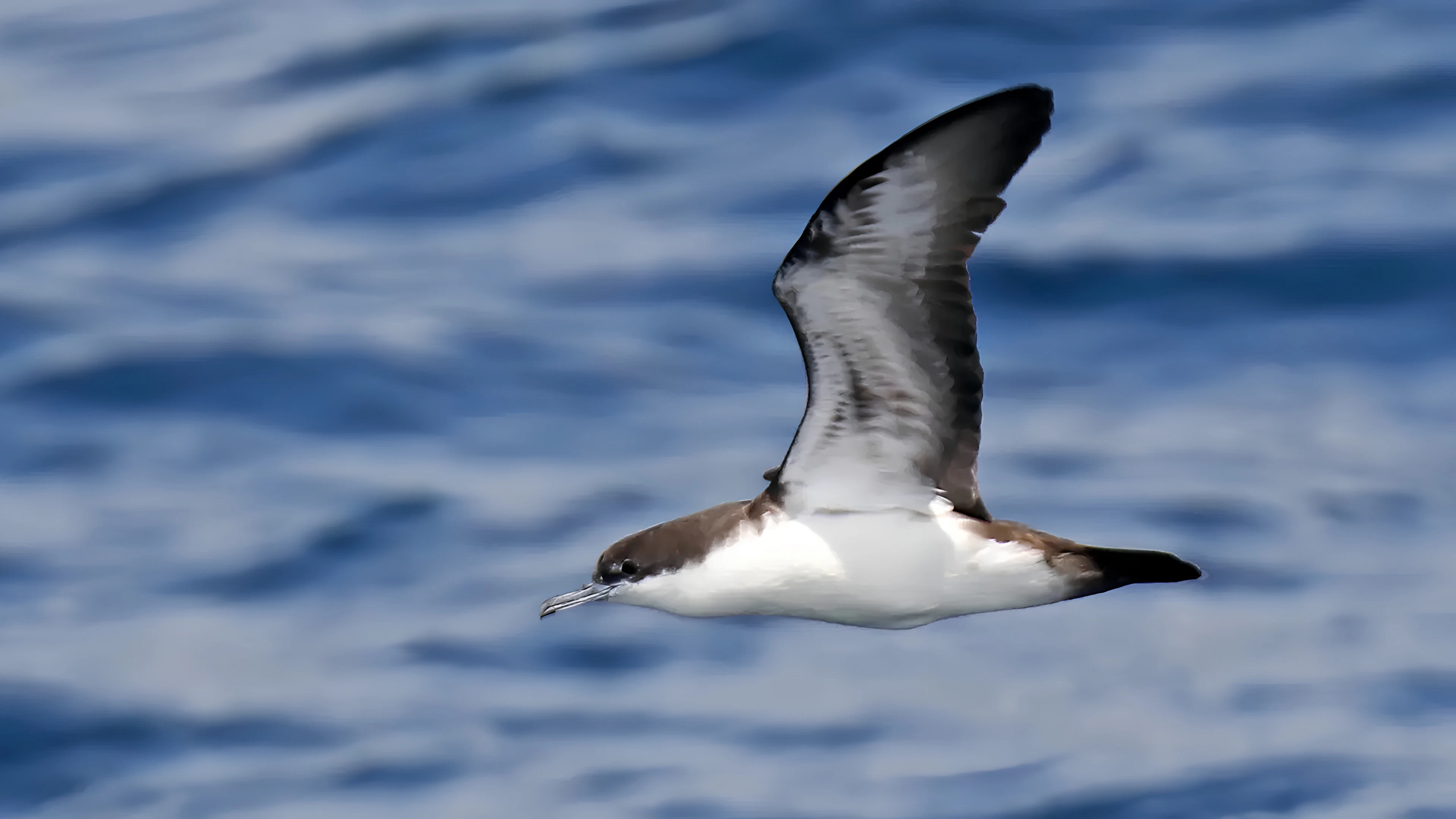 Noordse pijlstormvogel Noordse pijlstormvogel