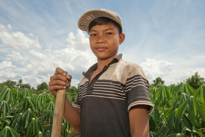 Eigenaren van cassave plantages in Cambodja stoppen met kinderarbeid Terre des Hommes